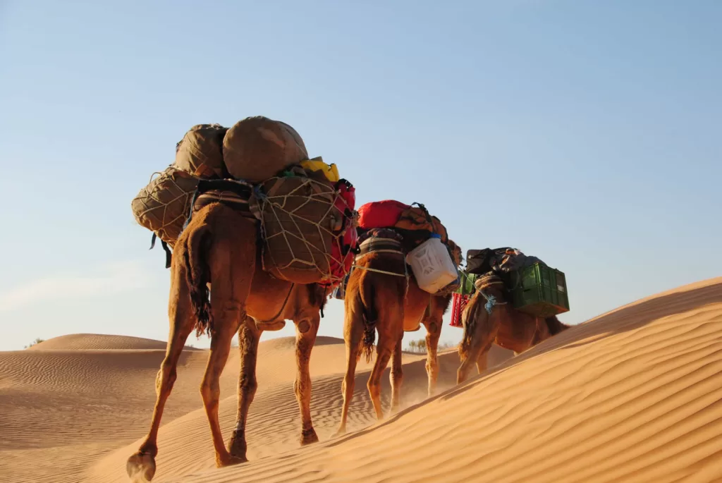 excursion desert tunisie